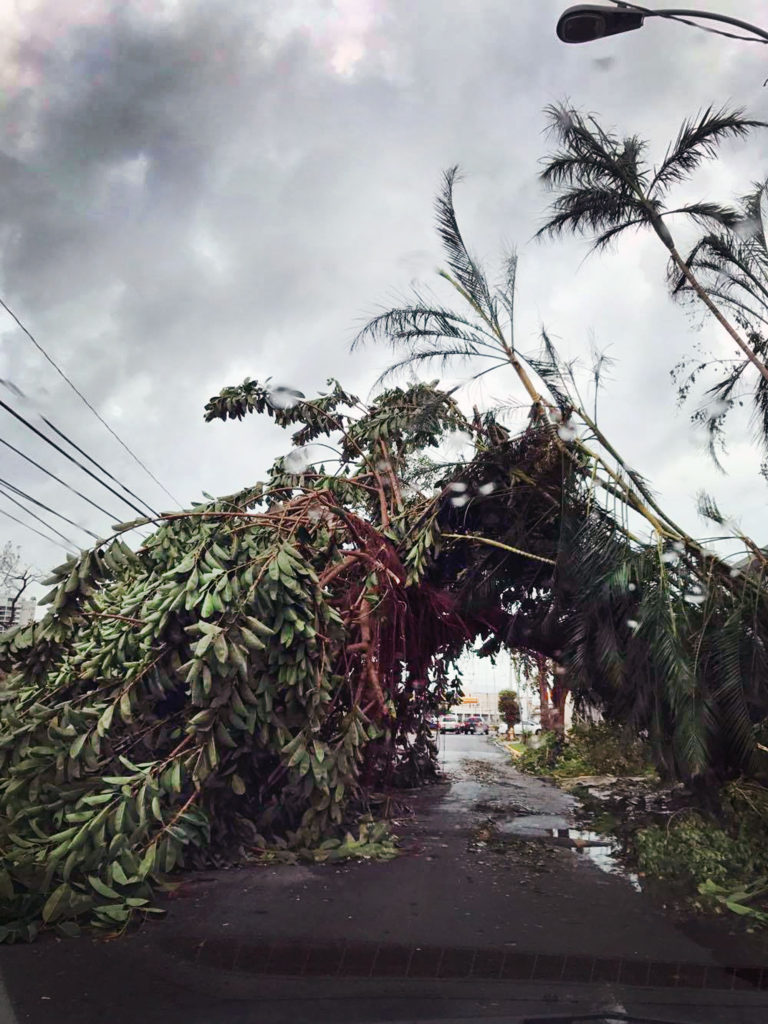 Fallen Trees Puerto Rico