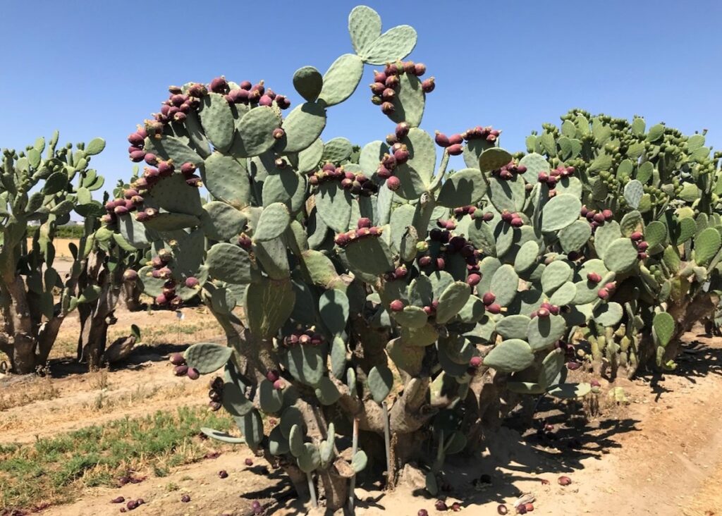 big green cactus pear plant