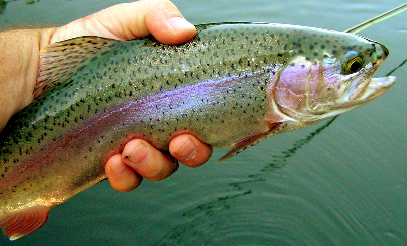 Adult rainbow trout in a hand