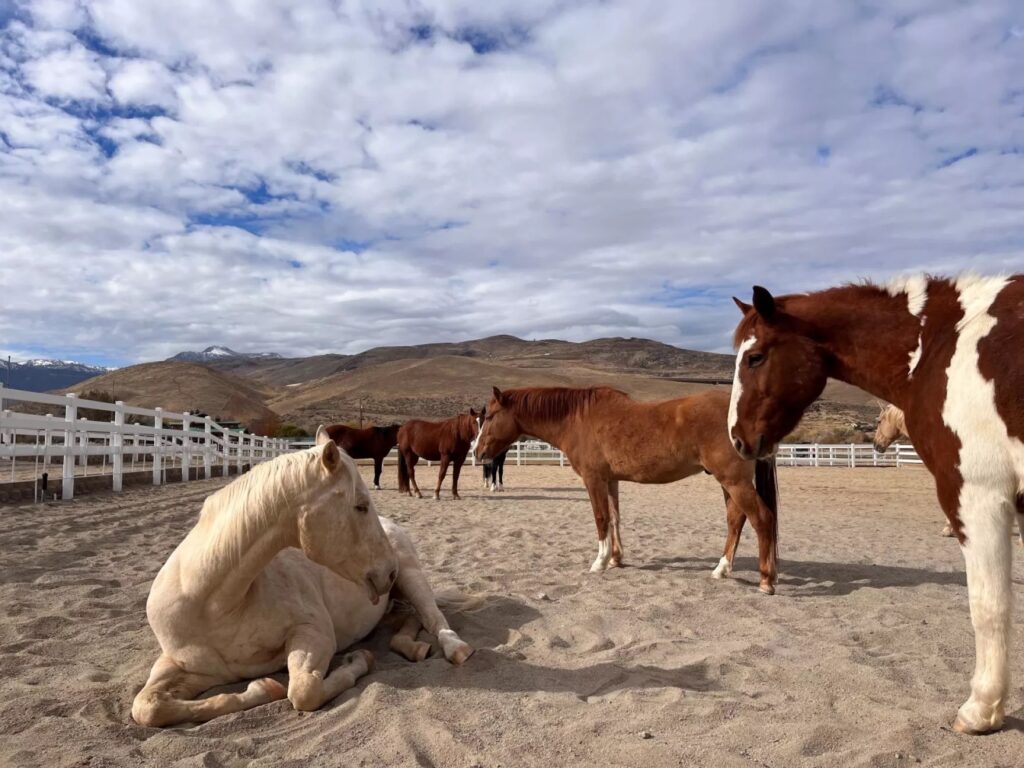 Horses are relaxing in a pen with a mountain in the background.