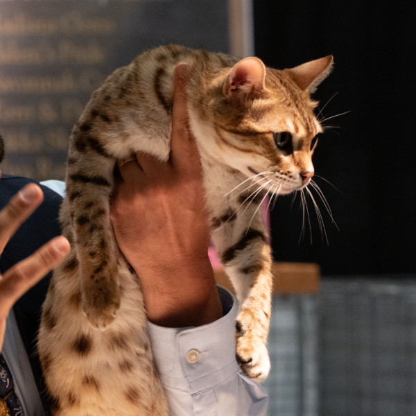 man holds cat in air